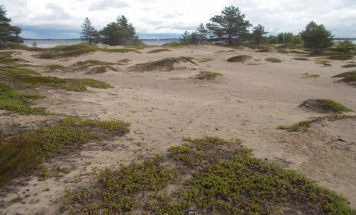 Lisäksi Ärjänsaaressa esiintyy useita luontotyyppejä (variksenmarjadyynit, harmaat dyynit, kuivat variksenmarja- ja kanervadyynit,