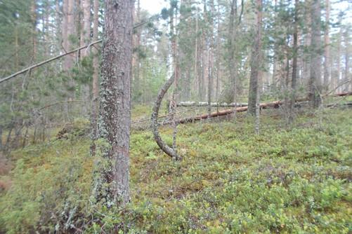 58. Boreaalista luonnonmetsää,
