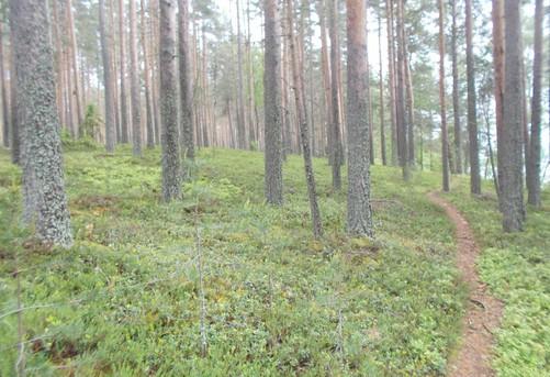 Vanha, tilajakaumaltaan satunnainen