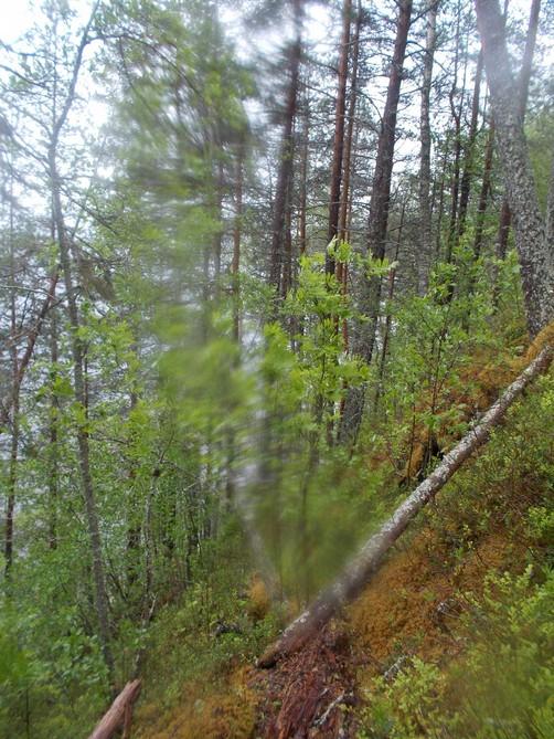 72. Jyrkän rantatörmän boreaalista