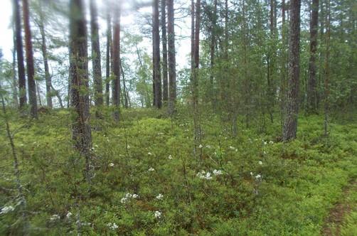 73. Melko pienipiirteisesti vaihtelevaa vanhapuustoista