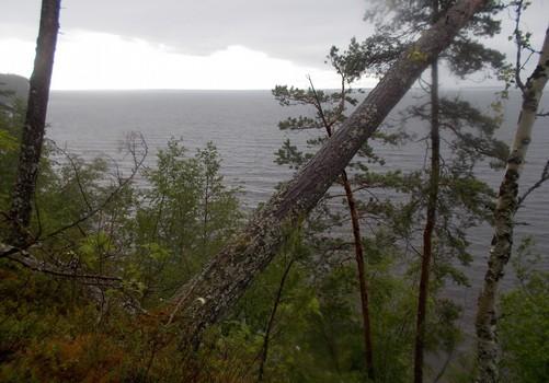 77. Harjumetsää