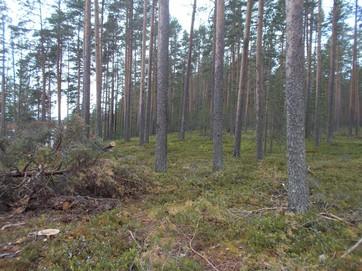 78. Passivoituneen vyörytörmän puustoltaan nuorehkoa boreaalista luonnonmetsää, edustavuusluokka merkittävä. 79.
