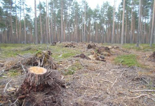 82. Boreaaliseen luonnonmetsään (edustavuusluokka merkittävä) syntynyt tuulenkaatoaukko, josta