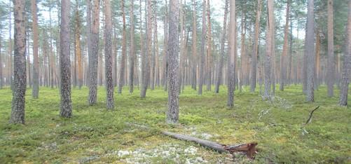 Vanhapuustoista boreaalista luonnonmetsää, edustavuusluokka merkittävä.