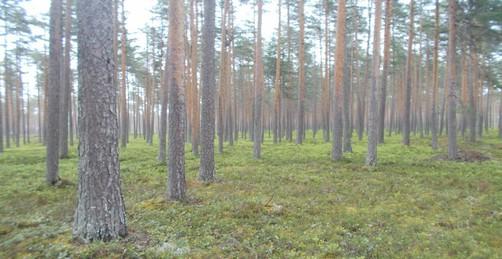 86. Vanhapuustoista metsää. Puuston tilajakauma satunnainen. Ei kantoja.