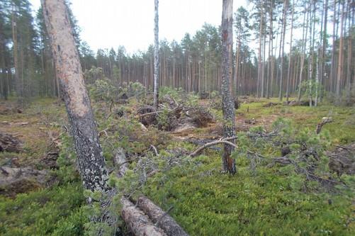 Joka tapauksessa ainakin harjumetsää. 87.
