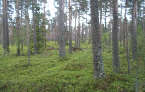 91. Vanhapuustoista boreaalista