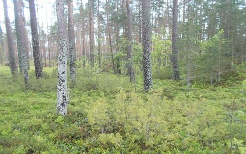 merkittävä.