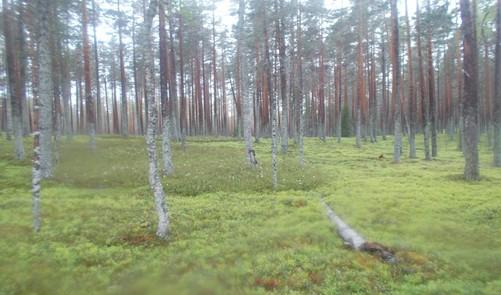Passivoituneen vyörytörmän nuoripuustoista boreaalista luonnonmetsää. 63.