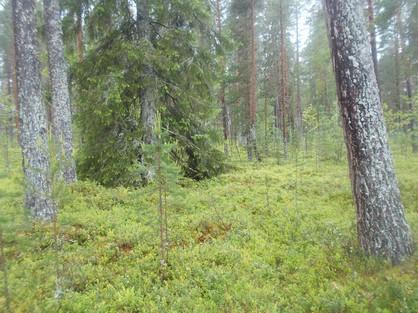 luonnonmetsiä. 68.