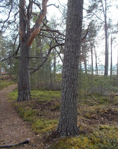 98.. Dyynialueen boreaalista luonnonmetsää, edustavuusluokka hyvä. Tilajakaumaltaan satunnainen, erirakenteinen puusto.