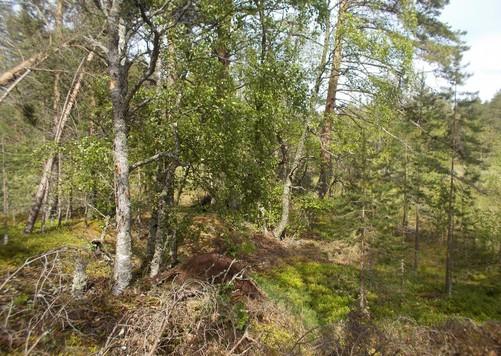 104. Boreaalista