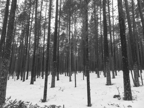 - Inventoija ei ole soveltanut boreaalisen luonnonmetsän tulkinnassa inventointiohjeen kirjausta, jonka mukaan puuston kerroksellisuutta (erirakenteisuutta) arvioitaessa puuston ikäluokkien ja