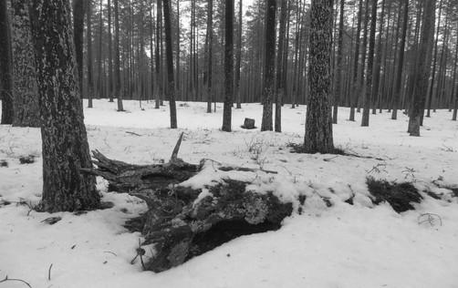 harvassa järeitä ns.