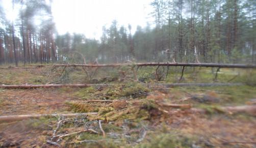 Itäisemmällä alueella on tehty sekä harvennus- että pienaukkohakkuita, joissa hakkuu on