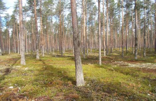 enemmän lisävaltapuihin, minkä seurauksena metsän rakenteen kehittymiseksi