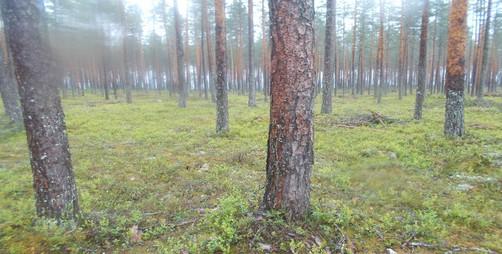 Aiemmin metsikkökuviokuvauksissa mainittujen boreaalisista luonnonmetsistä tapahtuneiden tuulenkaatojen poistojen lisäksi myös osa saaren sisäosien hakkuista on saattanut ainakin läntisemmällä