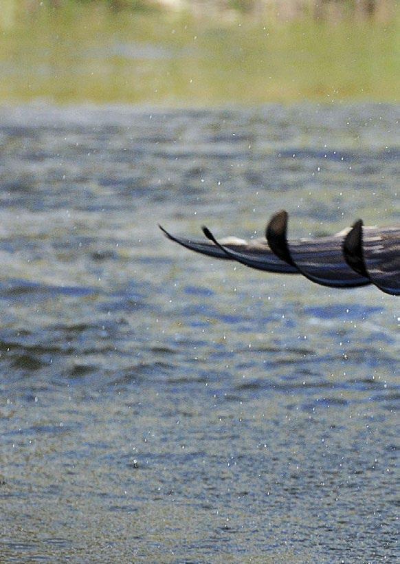 Suomen SääkSet 2014 Summary: Finnish Ospreys (Pandion haliaetus) 2014 A nationwide Project Pandion was started by the Finnish Ringing Centre in 1971.