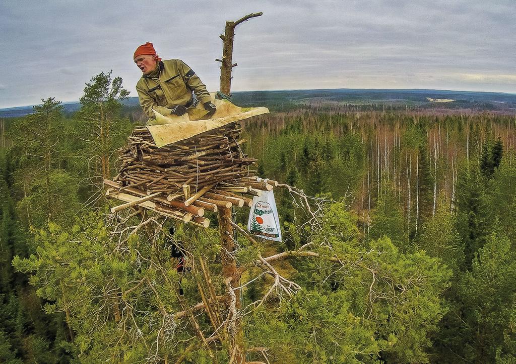 Uhanalaiset lajit Sääksen pesällä ei seinät himmennä. Harri Koskinen rakentaa tekopesää Kanta-Hämeessä.