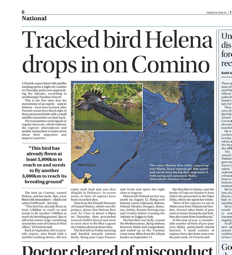 Syksyllä Helenan muutto kesti 63 vuorokautta ja lentomatkaa rekisteröitiin paluuperineen kaikkiaan 9957 km eli Helena lensi keskimäärin 158 km/d, kun mukaan lasketaan kaikki tankkausalueilla