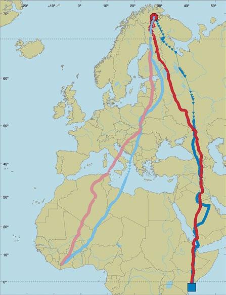 Utsjoen sääksiperheen Tero-koiras sekoili Arabian niemimaalla Teron ja Seijan Agle-poikanen aloitti muuttonsa kohti etelää 12.9.