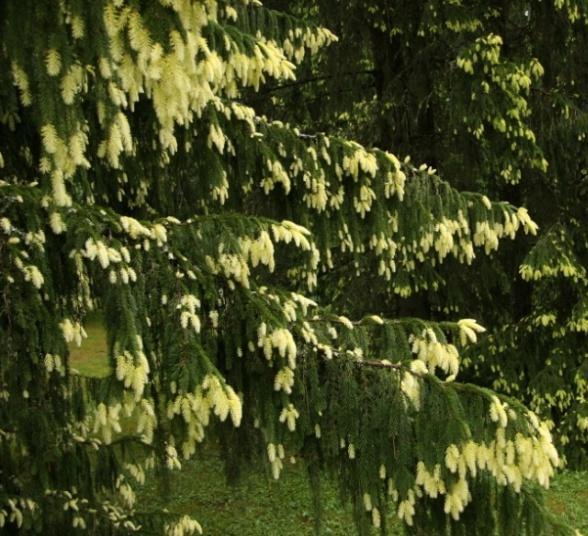 viherrakentamisessa tarvitaan kestäviä havupuita -