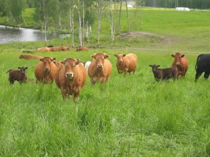 56 11 CASE VANHA-PELTOSALMI 11.1 Tilan tausta Vanha-Peltosalmen maatila sijaitsee Pohjois-Savossa Iisalmen Peltosalmella ja tilan päätuotantosuuntana on maidontuotanto.