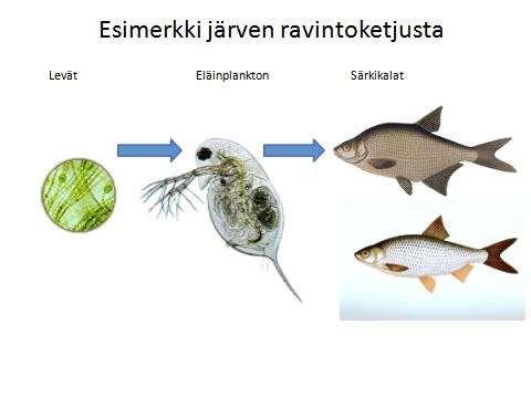 Hoitokalastuksen tavoitteet Hoitokalastuksella pyritään pitämään eläinplanktonia ravintonaan käyttävien kalojen määrä kurissa hyvän vedenlaadun ylläpitämiseksi.