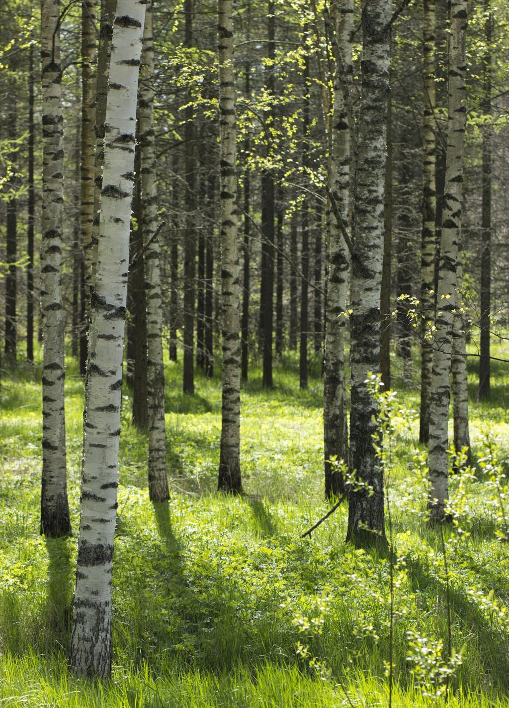 KOIVU VAAHTERA CC