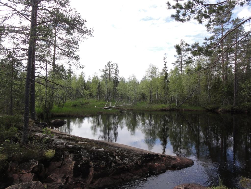 Avokalliota Koiralampien