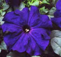 12253 Petunia