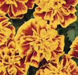 Tagetes  Gold