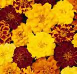 13107 Tagetes 