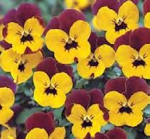 pinkki-sitruuna 13366 23366 Violet Yellow Face violetti, keltainen keskus 13368 23368 Pure Violet