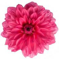 46415 Dahlia Dalina Maxi Castillo 46416 Dahlia Dalina