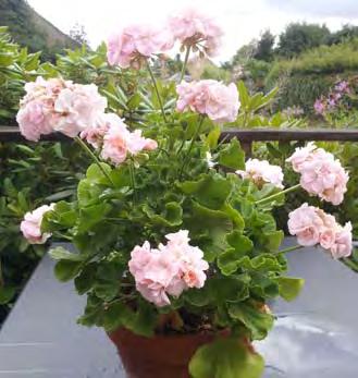 Pistokkaat Hinnat alv 0 % Levykoko Hinta/kpl PELARGONIUM, erikoispelargonit Lajikkeita on saatavilla myös puolivalmisteena: toimitusviikko: 10, 12 ja 14 ruukkukoko: 11 cm pakkaus: 15 kpl ltk, hinta: