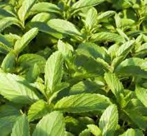 Mentha