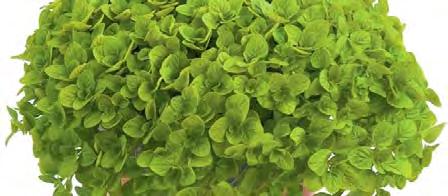 Origanum