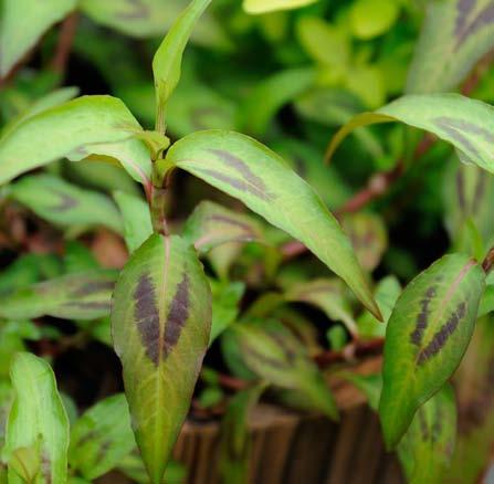 Persicaria