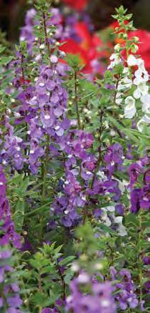 Angelonia