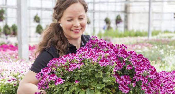 Puolivalmiit ryhmäkasvit Hinnat alv 0 % PELARGONIUM GRANDIFLORUM, jalopelargoni (kylmäkäsitelty) Toimitusviikot 5 12 Ruukkukoko: 12 cm Pakkaus: 12 kpl Hinta: 1,45 / kpl ARISTO, perinteinen