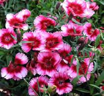 10961 Dianthus