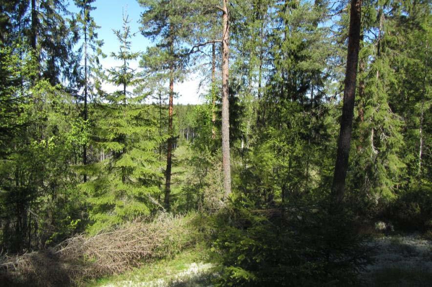 rajausmuutoksia (Kuva 37). Lempäälän kunnan alueelle, Pitkäkallion hankealueen (kohde 46) läheisyyteen sijoittuvat myös kohteet 168, 169 ja 181.