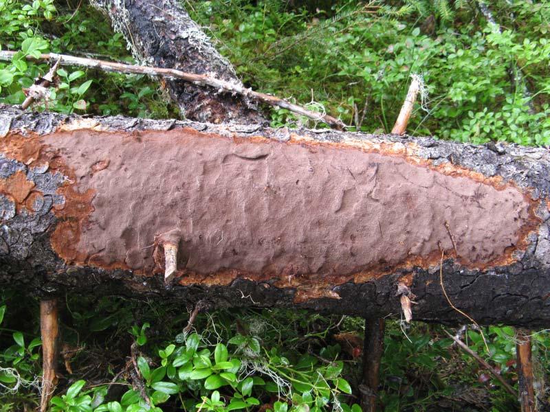 Uhanalainen lajisto, kääväkkäät Yhteensä 6 uhanalaista tai silmälläpidettävää kääväkäslajia,