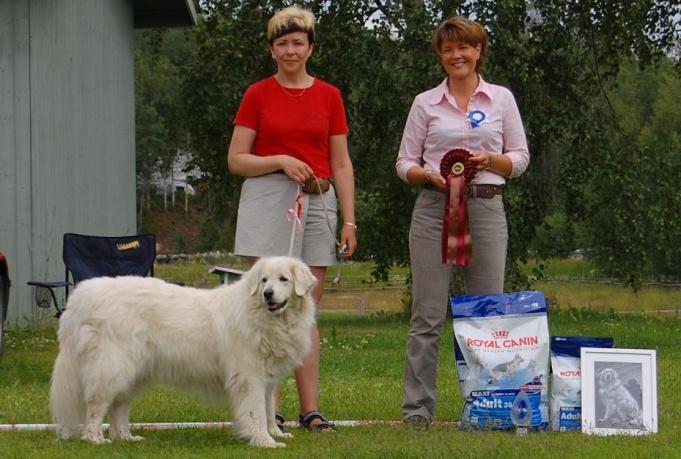 Borderlove White Beauty VET ERI1,PN1, VSP, ROP-VET 11½v, ikäisekseen loistavassa kunnossa esiintyvä veteraani,hyvä purenta, kaunislinjainen pää,