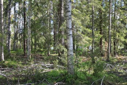 4 Kuva 1. Lomarakennuspaikan siirtokohde, Kukkaroinen. Muutoskohteen lounaisreunalla kasvavan n. 50 vuoqaan kuusen juurelta löytyi liito- oravan papanoita. Papanat eivät olleet tuoreita.