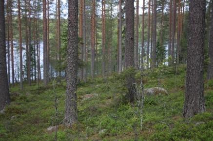 7 4. SAARILAMPI 4.1.Rakennuspaikan siirto Alue sijaitsee Saarilammen rannalla, Kangashäkin kylässä. Kulkuyhteys alueelle on KekkosenpöydänQen ja SähkölaitoksenQen kaula.