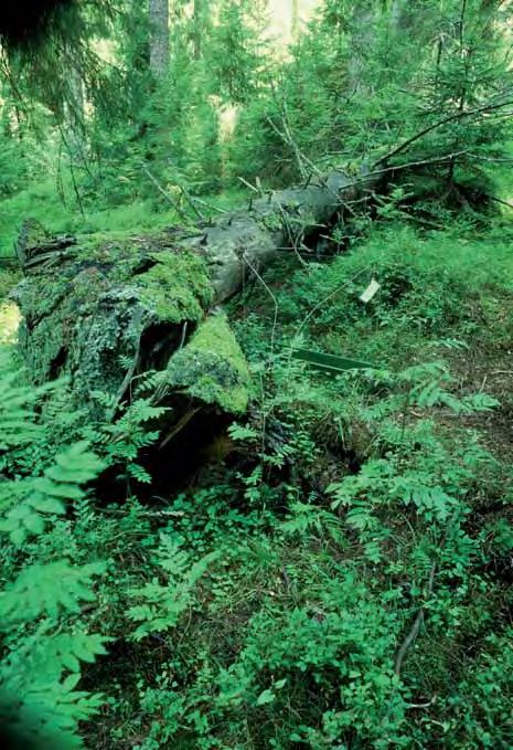 Kuva Kari Jämsén, Kuopio luonnontieteellinen museo. 5.7.2 Lahopuusto Lahopuuta on koko alueella 8,5 m 3 /ha, mikä vastaa suojelluissa metsissä mitattua keskimääräistä lahopuumäärää maassamme (VMI9).