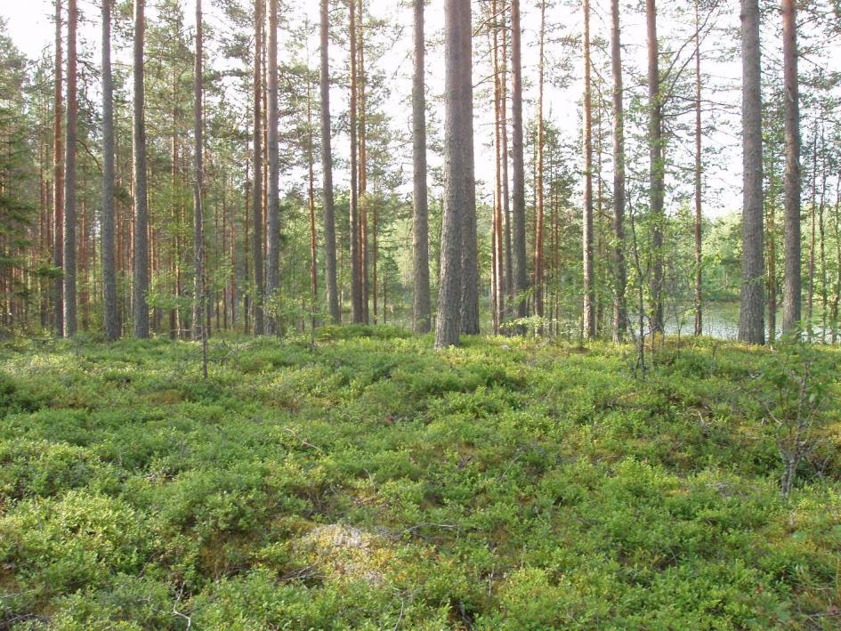 FCG SUUNNITTELU JA TEKNIIKKA OY Kaavaselostus 9 (24) kankaita ja Uittovirran rannoilla myös jäkälätyypin (ClT) karukkokankaita.